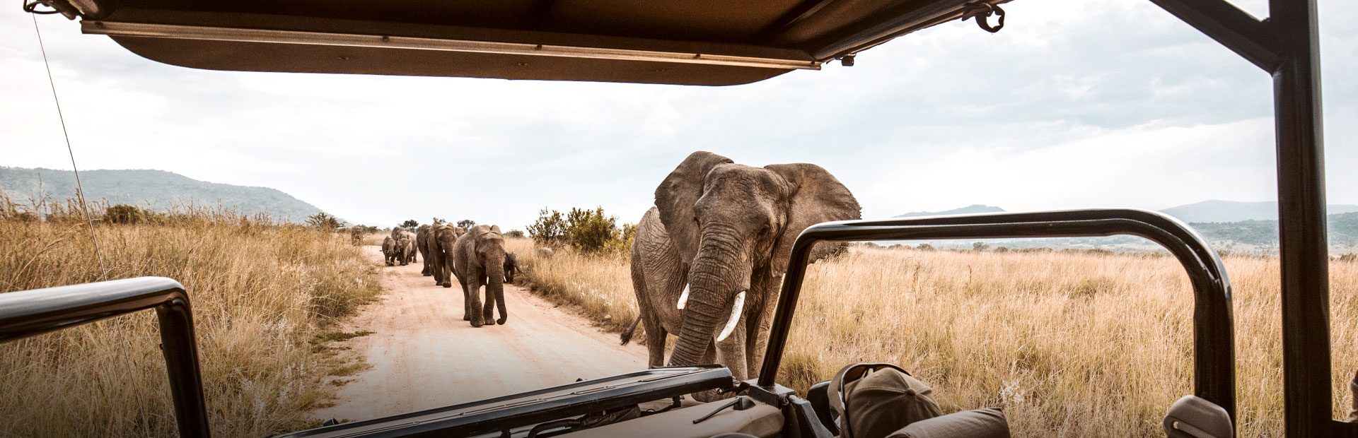 Afrika Reisen mit Safari im Nationalpark Afrika Reisen mit Safari im Nationalpark