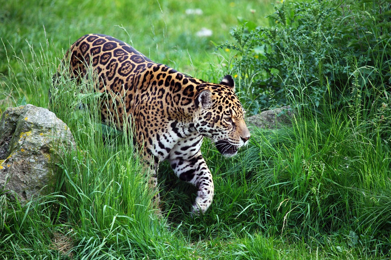 Jaguar in Costa Rica