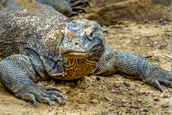 Komodo Warane