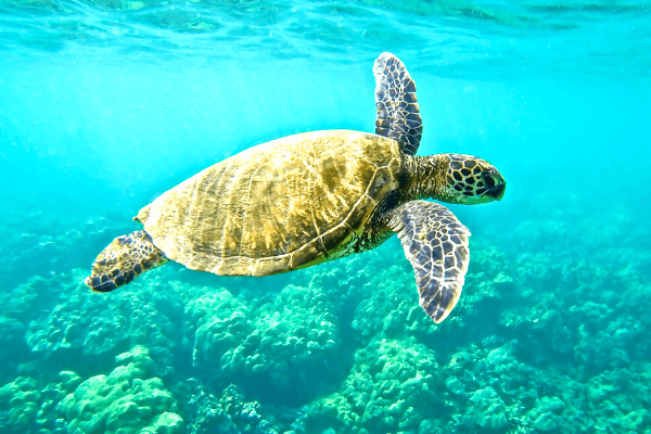 Meeresschildkröte Indonesien im blauen Wasser