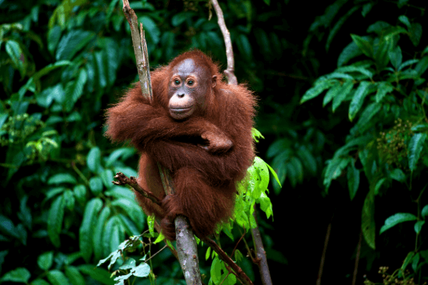 Orang Utan