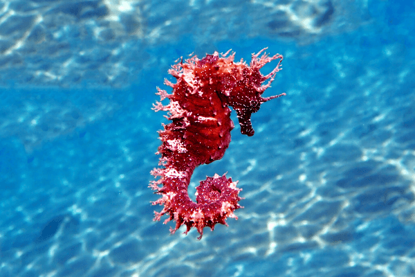 Seepferdchen in kristallklarem Wasser in Indonesien