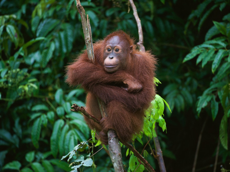 Ein Orang-Utan auf Borneo