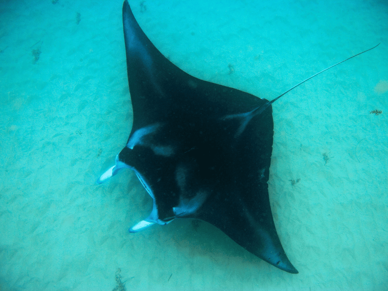 Manta Rochen Indonesien beim Tauchen