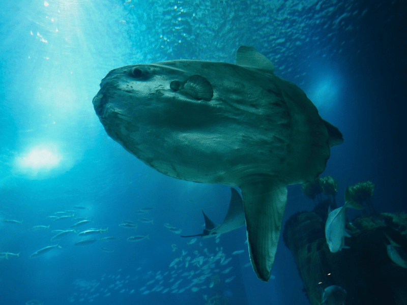 Mola Mola Indonesien