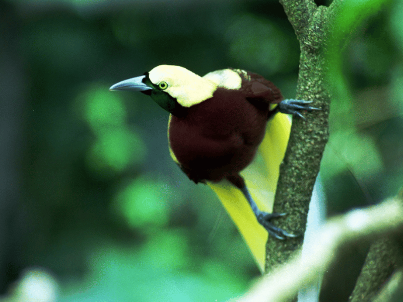 Paradiesvogel Indonesien