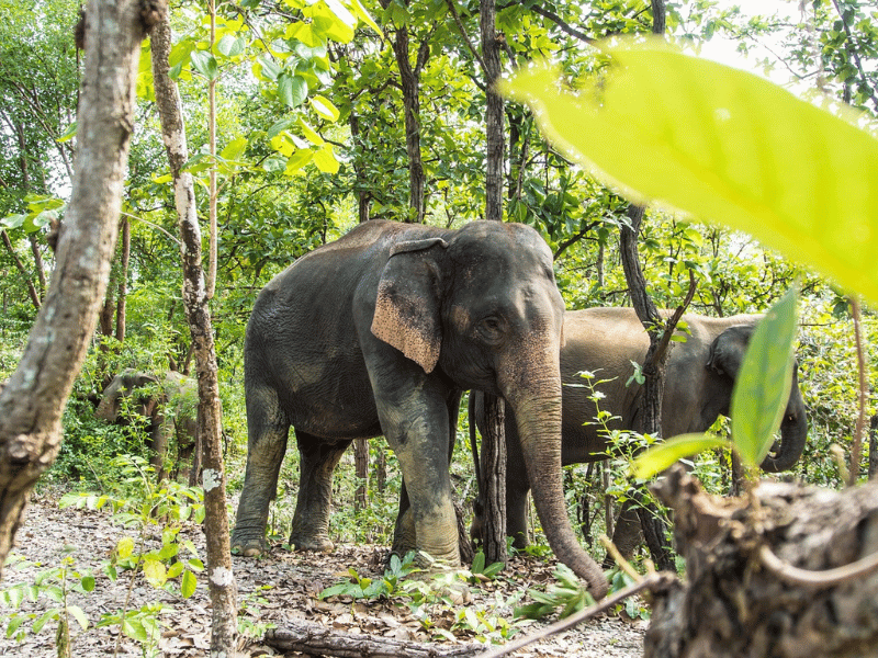 Sumatra Elefant Indonesien im Dschungel