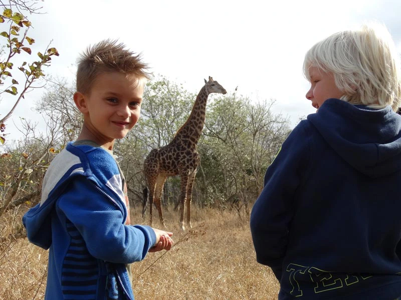 südafrika familienreise safari giraffe