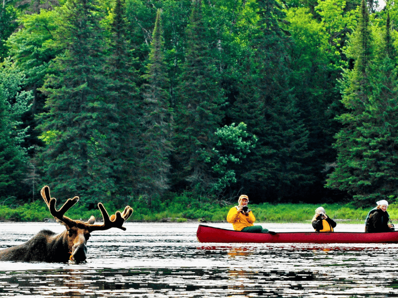 Blog Herbstreiseziele Kanada Kanufahrer und Elch im Wasser