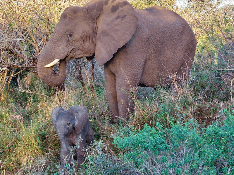 Blog Herbstreiseziele Suedafrika Elefantenkuh mit Baby
