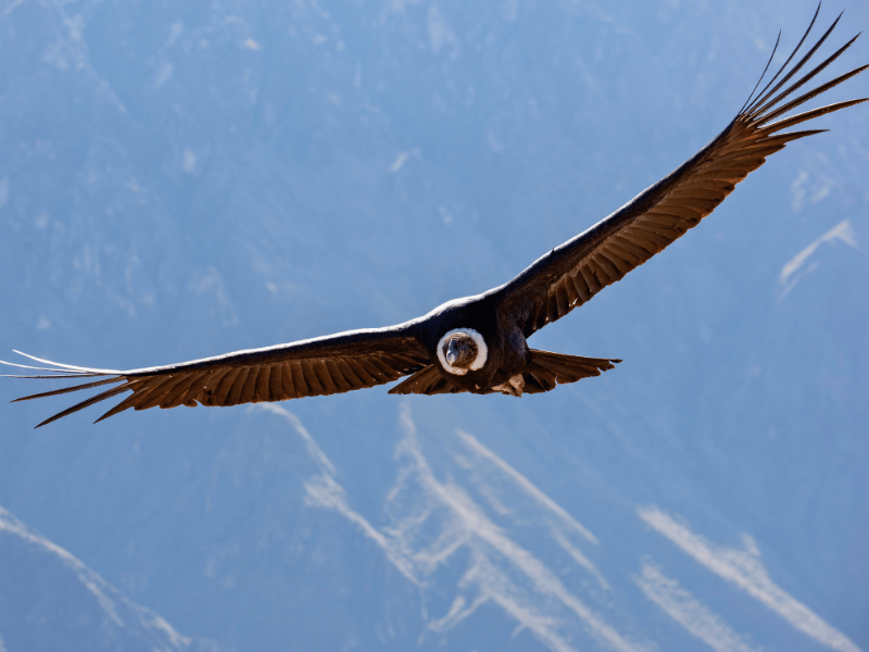 Kondor in Südamerika