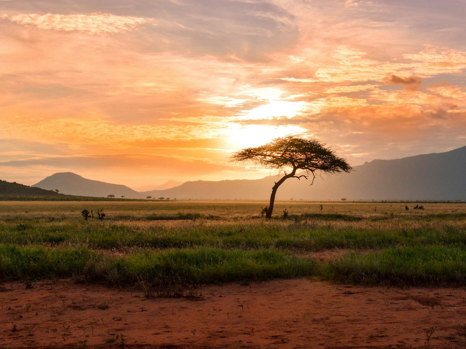 Ein einsamer Baum in der weiten afrikanischen Savanne bei Sonnenuntergang, umgeben von saftigem Grün und majestätischen Bergen im Hintergrund.