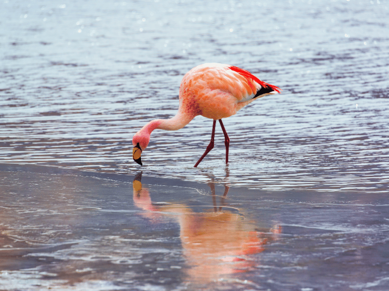 Flamingo in Südamerika