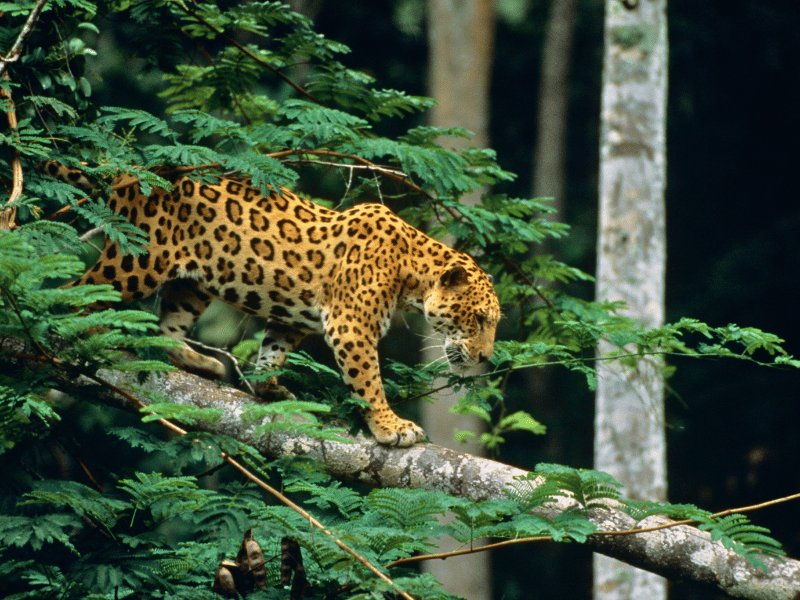 Jaguar Südamerika