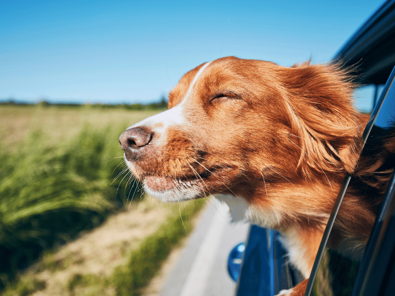 hund im auto