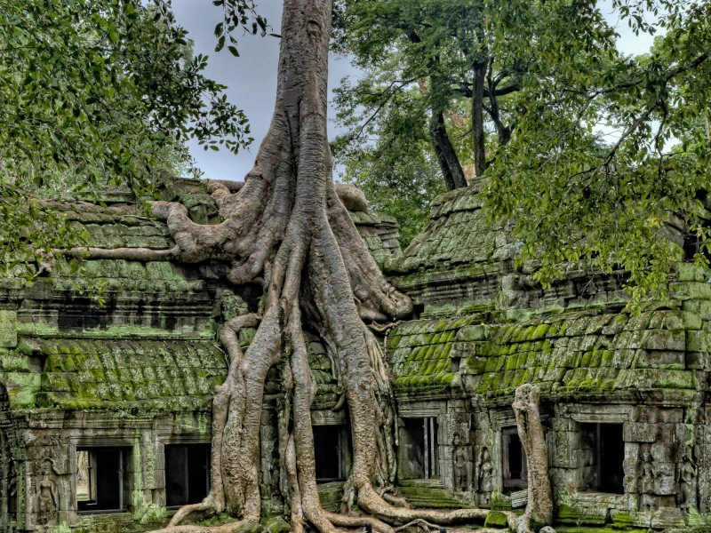 Alte Tempelruinen in Asien, die von großen Baumwurzeln in einer Dschungelumgebung umschlungen sind.