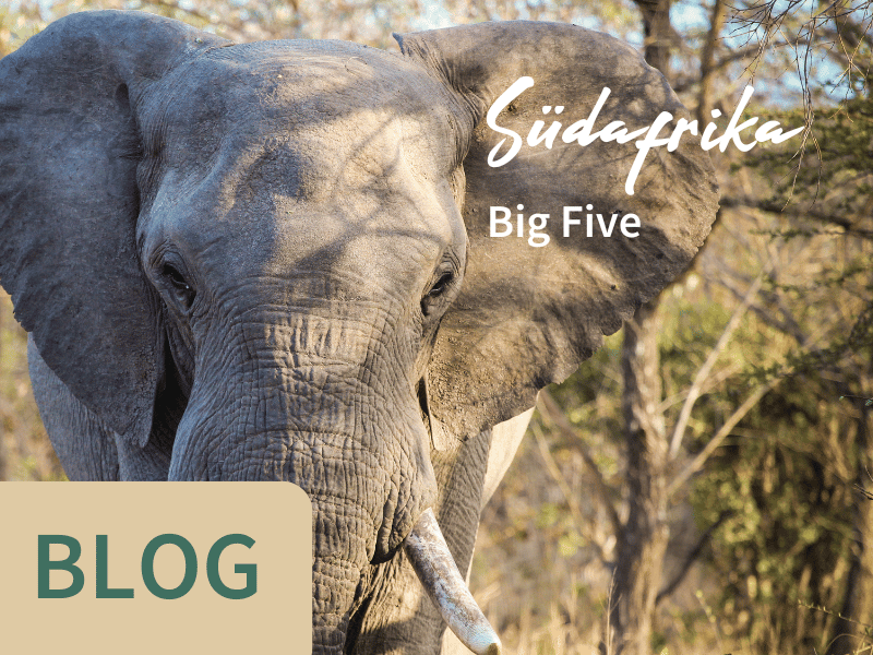 Suedafrika Big Five Blog