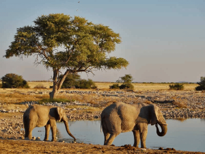 Elefanten trinken am Wasserloch in Namibia