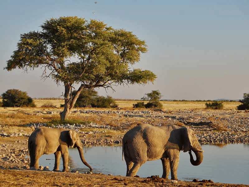 Elefanten trinken am Wasserloch in Namibia