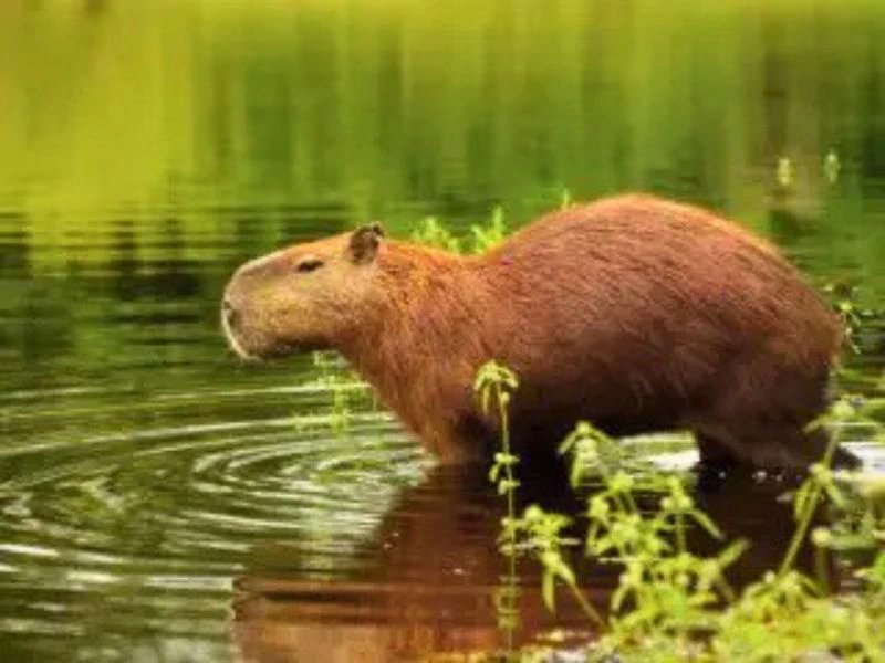 Capybara im Pantanal