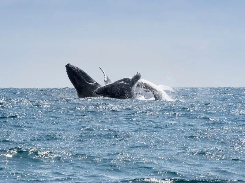 Walbeobachtung vor der Isla de la Plata in Ecuador