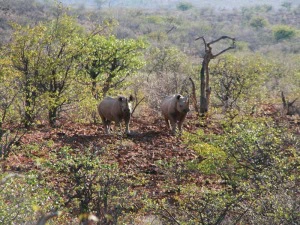 Nashörner im Damaraland