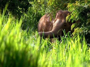 Elefant in der Natur