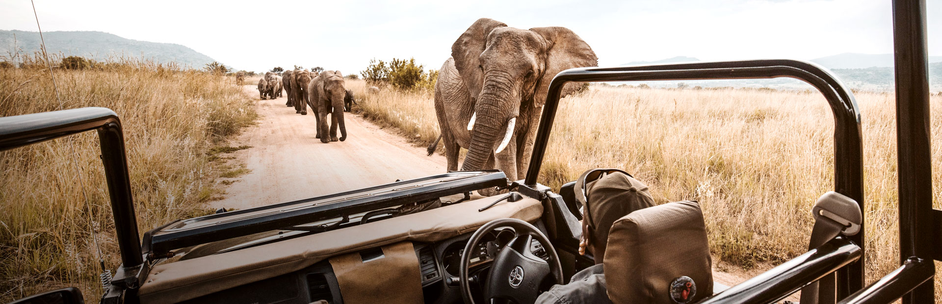 Safari in Südafrika