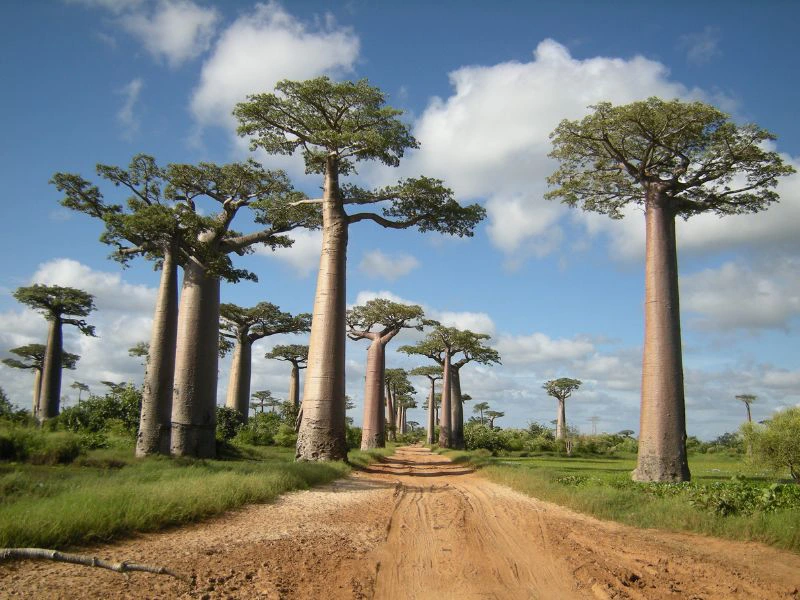 Baobab Bäume in Madagaskar