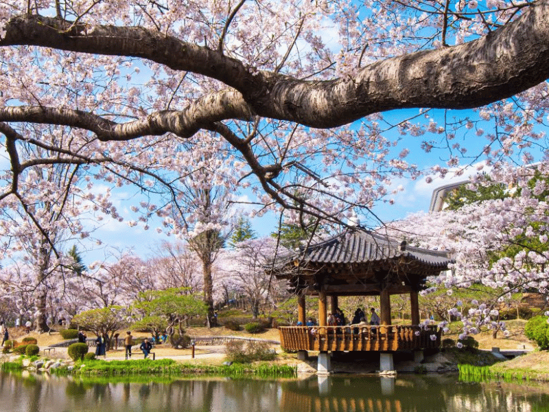 Tempel zur Kirschblütenzeit in Südkorea