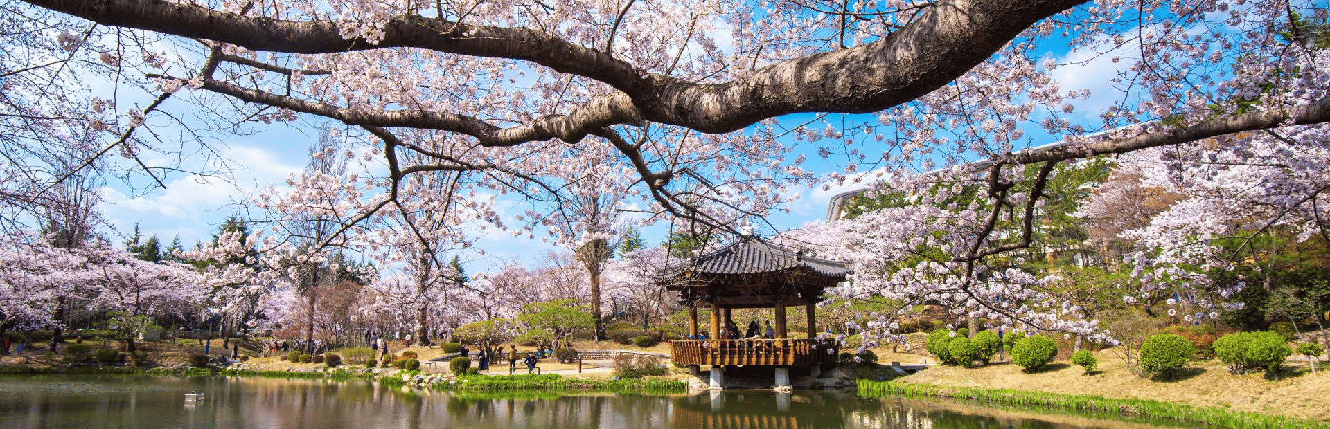 Tempel zur Kirschblütenzeit in Südkorea