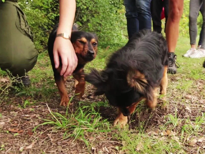 Trüffelsuche Istrien