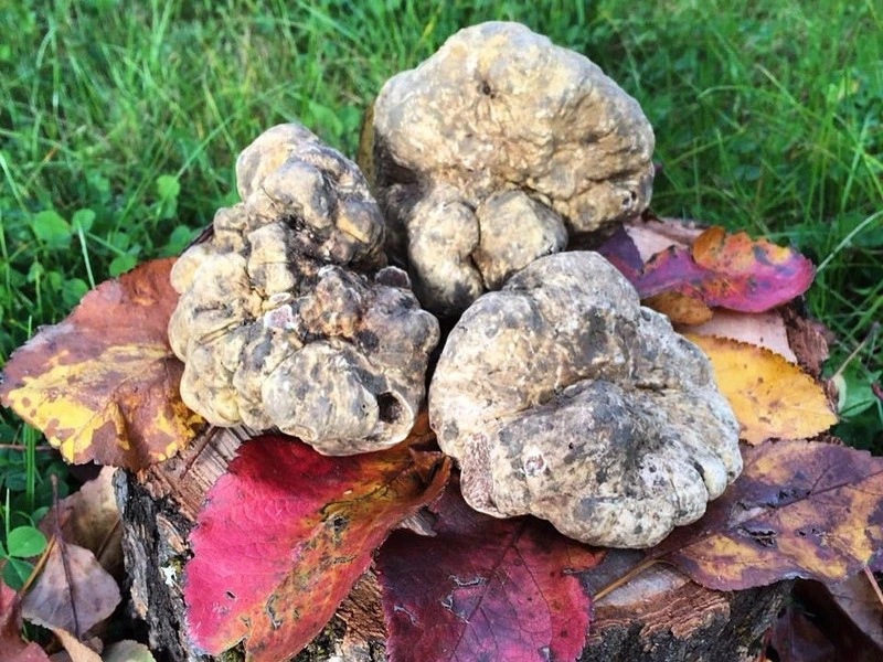 Trüffelsuche Istrien