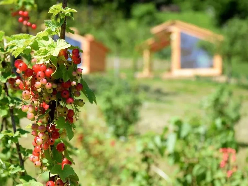 Glamping bei Bled
