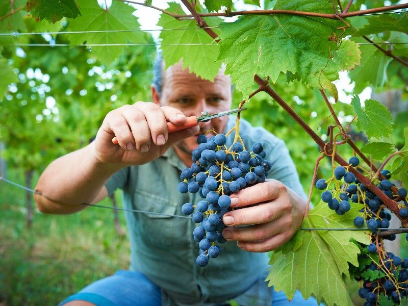 Weinernte in Istrien