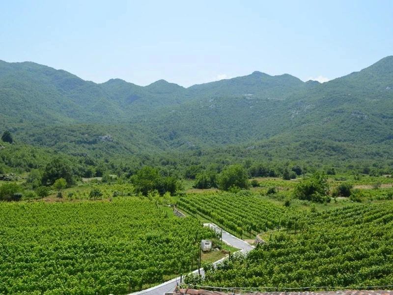 Montenegro Cetinje Weinfelder soweit das Auge reich