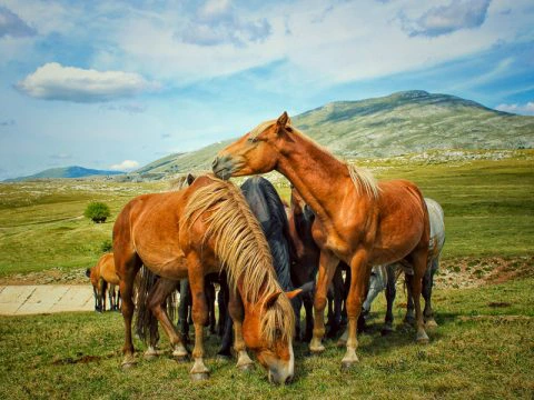 Wildpferde auf einer Wiese mit Bergen im Hintergrund