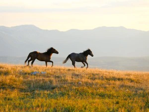 2 Wildpferde in der unberührten Natur in Livno
