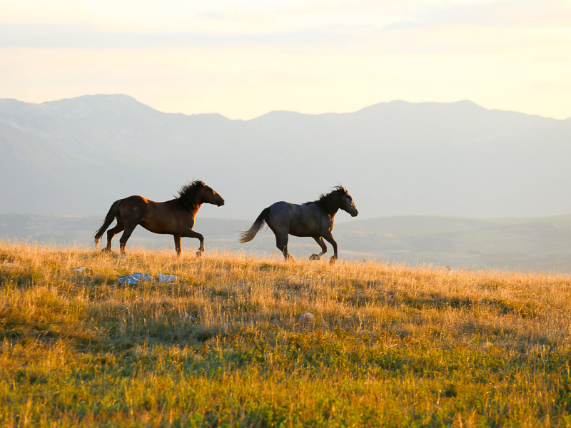 2 Wildpferde in der unberührten Natur in Livno