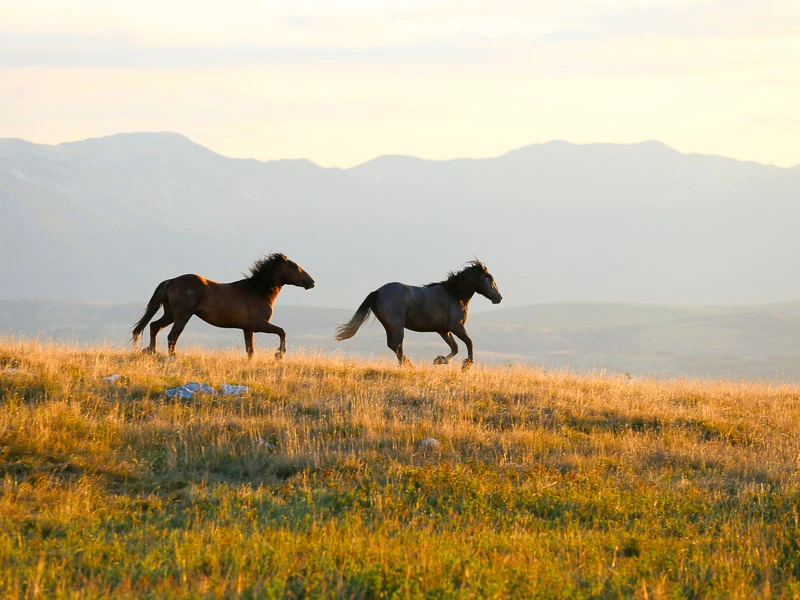 2 Wildpferde in der unberührten Natur in Livno