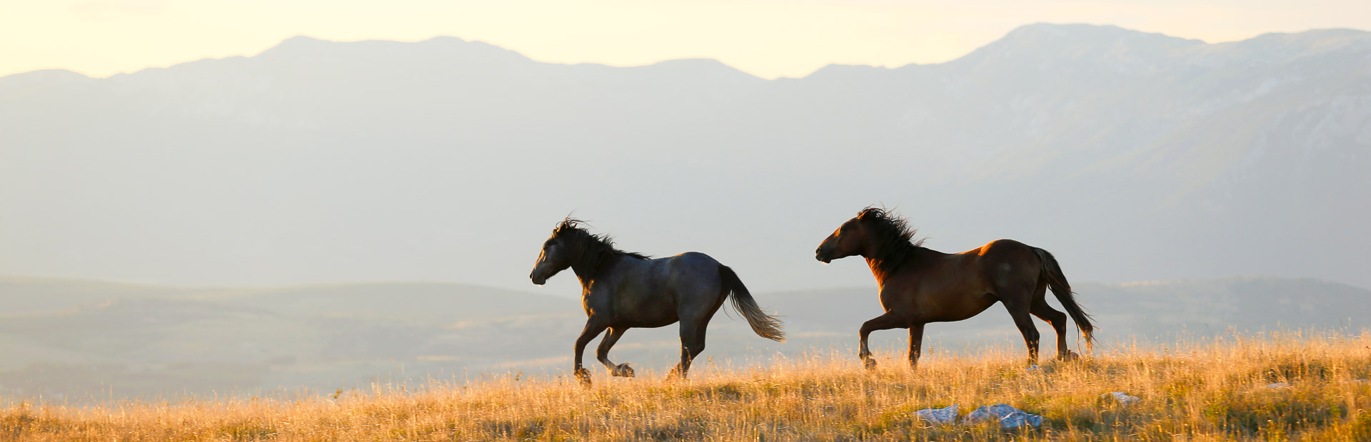 Wildpferde auf einer weiten Wiese