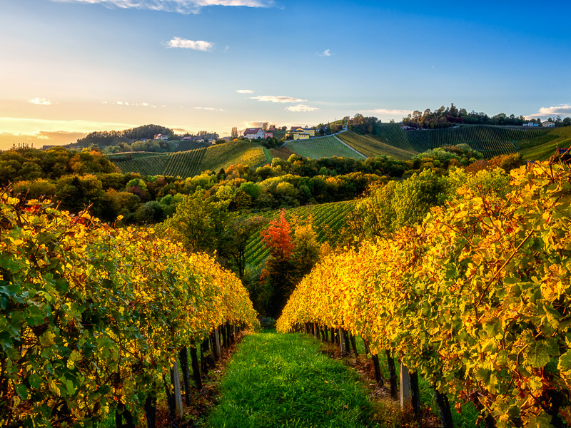 Ausblick auf Weinberge in Slowenien