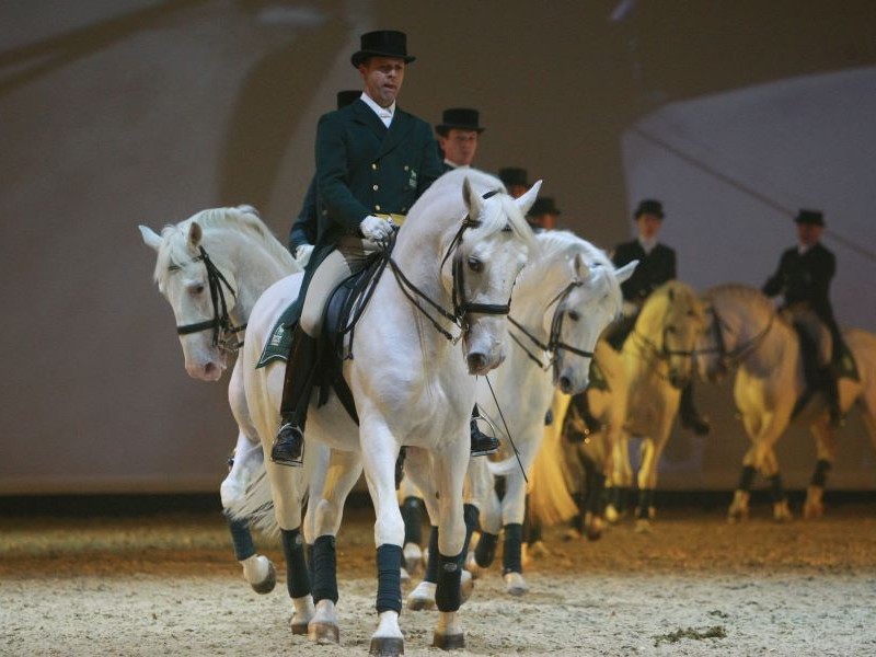 Vorstellung der Lipizzaner Reitschule