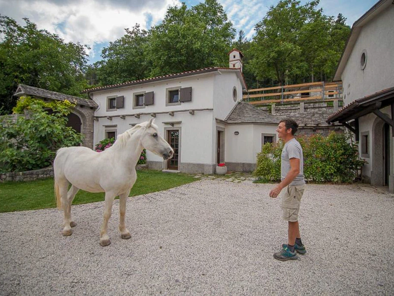 Lipizzaner Pferd auf dem Hof