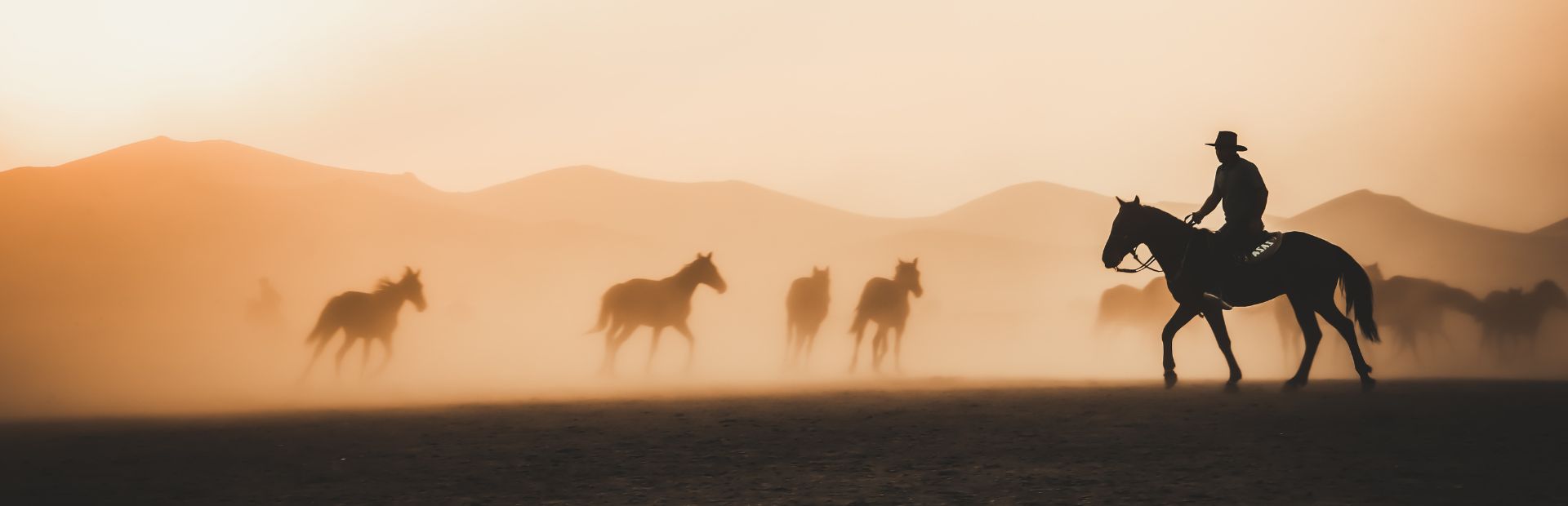 Lipizzanerpferde in der Natur