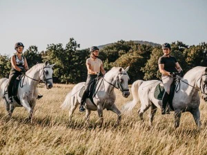 Lipizzanerpferde beim Ausritt