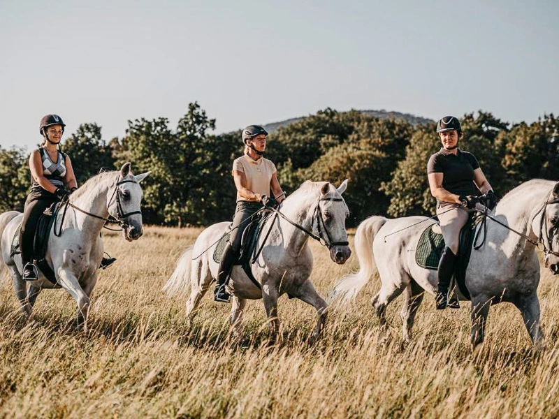Lipizzanerpferde beim Ausritt