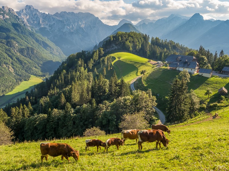 Kühe auf einer Alm im Logar-Tal, Slowenien