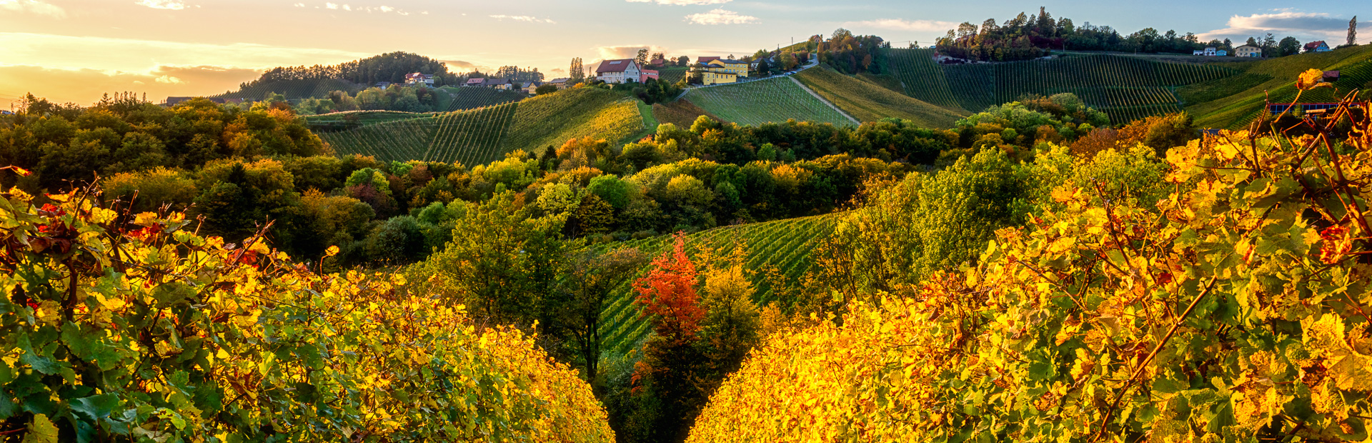 Weinberge bei Sonnenuntergang in Maribor
