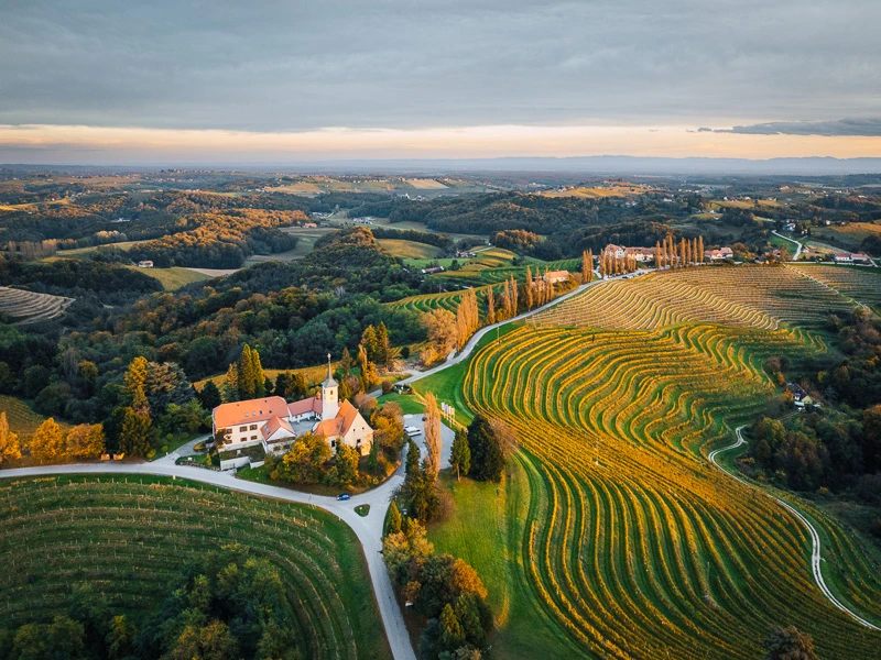 Weinberge in Maribor, Slowenien
